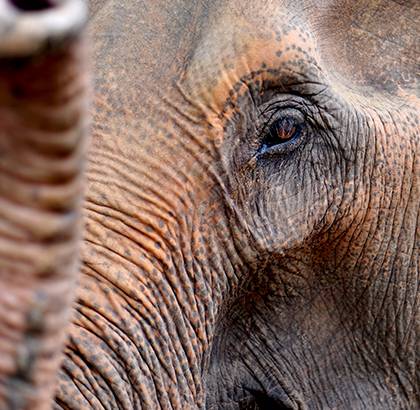 Gros plan sur un éléphant d'Asie