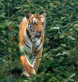 Jeune tigre marchant dans la forêt