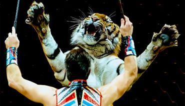 Dresseur entraînant un tigre dans un cirque