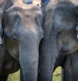 Impression d'un câlin entre deux éléphants