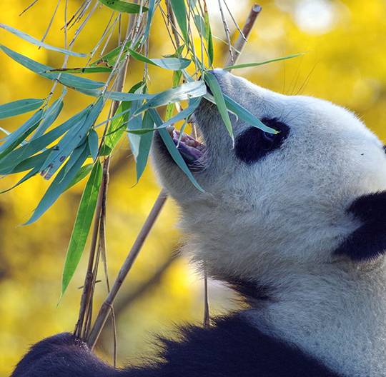 Panda mangeant une branche de bambous